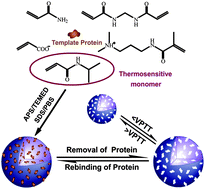 Graphical abstract: Thermo-responsive molecularly imprinted nanogels for specific recognition and controlled release of proteins