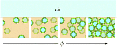 Graphical abstract: Concentration induced ordering of microemulsion droplets in bulk and near the liquid–air interface