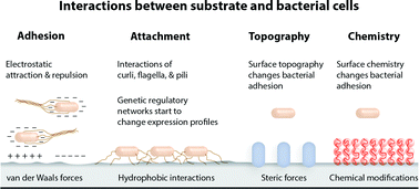 Graphical abstract: Bacteria–surface interactions