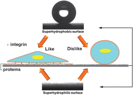 Graphical abstract: Interactions between cells or proteins and surfaces exhibiting extreme wettabilities
