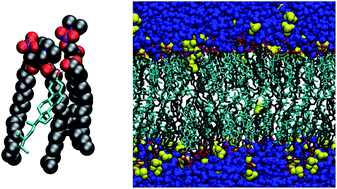 Graphical abstract: Molecular dynamics simulations of mixed DOPC–β-sitosterol bilayers and their interactions with DMSO