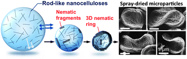 Graphical abstract: Self-organizing capacity of nanocelluloses via droplet evaporation