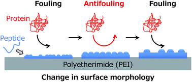 Graphical abstract: Self-assembled peptides on polymer surfaces: towards morphology-dependent surface functionalization