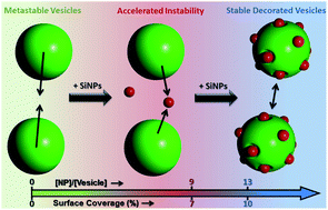 Graphical abstract: Control of the stability and structure of liposomes by means of nanoparticles