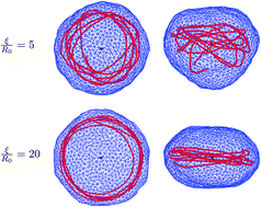 Graphical abstract: Monte Carlo simulations of a polymer confined within a fluid vesicle