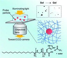 Graphical abstract: Spatial heterogeneity in the sol–gel transition of a supramolecular system