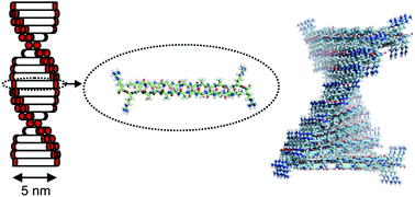 Graphical abstract: Self-assembly of a model amphiphilic oligopeptide incorporating an arginine headgroup