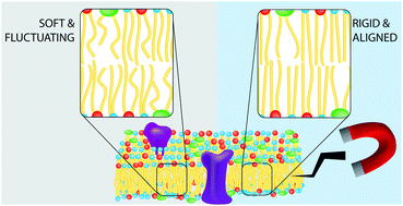 Graphical abstract: Static magnetic fields enhance lipid order in native plant plasma membrane