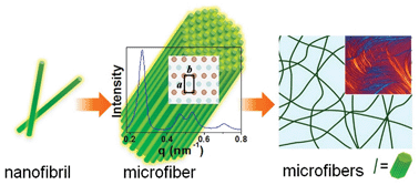 Graphical abstract: Highly ordered, ultra long nanofibrils via the hierarchical self-assembly of ionic aromatic oligoamides