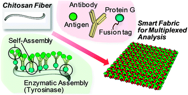 Graphical abstract: Accessing biology's toolbox for the mesoscale biofabrication of soft matter