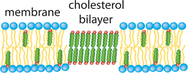 Graphical abstract: Solubility of cholesterol in lipid membranes and the formation of immiscible cholesterol plaques at high cholesterol concentrations