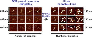 Graphical abstract: Preparation of one- to four-branch silver nanostructures of various sizes by metallization of hybrid DNA–protein assemblies