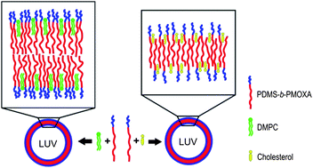 Graphical abstract: Submicron hybrid vesicles consisting of polymer–lipid and polymer–cholesterol blends