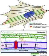 Graphical abstract: The multi-faceted role of the actin cap in cellular mechanosensation and mechanotransduction