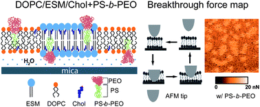 Graphical abstract: Mechanical stability of phase-segregated multicomponent lipid bilayers enhanced by PS-b-PEO diblock copolymers