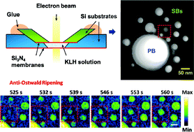 Graphical abstract: Dynamics of hydrogen nanobubbles in KLH protein solution studied with in situ wet-TEM