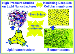 Graphical abstract: Pressure effects on a protein–lipid model membrane
