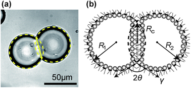 Graphical abstract: Adhesive force between paired microdroplets coated with lipid monolayers