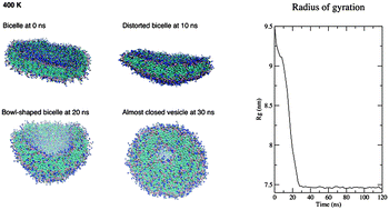 Graphical abstract: Effect of simulation temperature on phospholipid bilayer–vesicle transition studied by coarse-grained molecular dynamics simulations