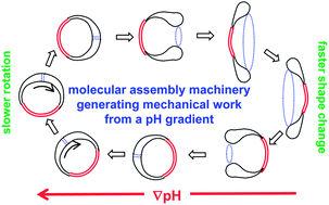 Graphical abstract: Rhythmic shape change of a vesicle under a pH gradient