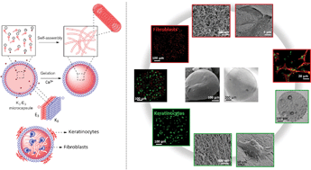 Graphical abstract: Peptide-based microcapsules obtained by self-assembly and microfluidics as controlled environments for cell culture