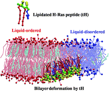 Graphical abstract: Deformation of a two-domain lipid bilayer due to asymmetric insertion of lipid-modified Ras peptides