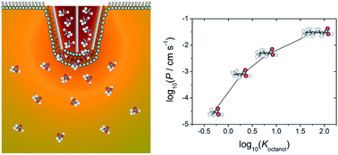 Graphical abstract: A new approach for the fabrication of microscale lipid bilayers at glass pipets: application to quantitative passive permeation visualization
