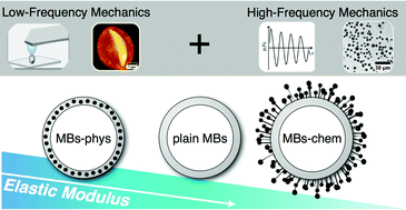 Graphical abstract: On the interplay of shell structure with low- and high-frequency mechanics of multifunctional magnetic microbubbles