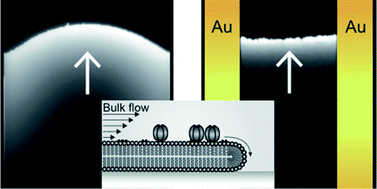 Graphical abstract: Hydrodynamic separation of proteins in supported lipid bilayers confined by gold barriers