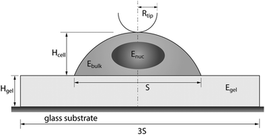 Graphical abstract: Cellular mechanoadaptation to substrate mechanical properties: contributions of substrate stiffness and thickness to cell stiffness measurements using AFM