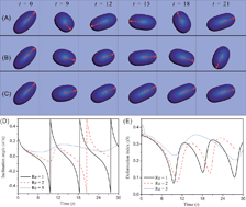 Graphical abstract: Inertia-dependent dynamics of three-dimensional vesicles and red blood cells in shear flow