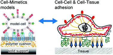 Graphical abstract: Physics of cell adhesion: some lessons from cell-mimetic systems