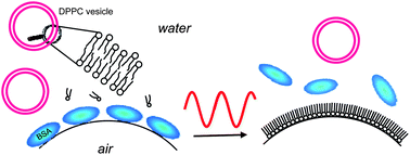 Graphical abstract: Reversing the course of the competitive adsorption between a phospholipid and albumin at an air–water interface