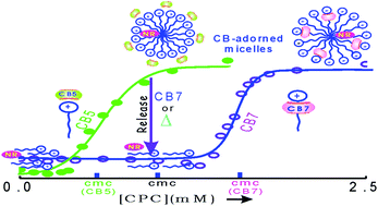 Graphical abstract: Stimuli-responsive supramolecular micellar assemblies of cetylpyridinium chloride with cucurbit[5/7]urils