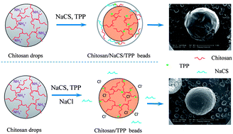 Graphical abstract: Effect and mechanism of sodium chloride on the formation of chitosan–cellulose sulfate–tripolyphosphate crosslinked beads