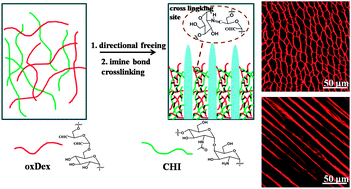 Graphical abstract: Enzymatically degradable oxidized dextran–chitosan hydrogels with an anisotropic aligned porous structure