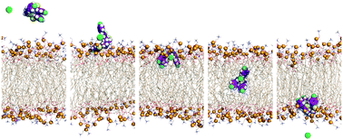 Graphical abstract: Tris–thiourea tripodal-based molecules as chloride transmembrane transporters: insights from molecular dynamics simulations