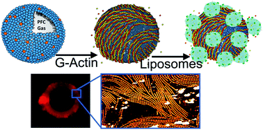 Graphical abstract: Self-assembly of actin scaffolds on lipid microbubbles