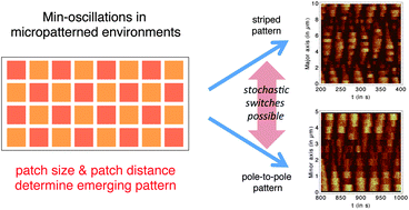 Graphical abstract: Oscillations of Min-proteins in micropatterned environments: a three-dimensional particle-based stochastic simulation approach