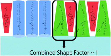 Graphical abstract: Pairing of cholesterol with oxidized phospholipid species in lipid bilayers