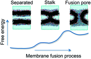 Graphical abstract: Free energy analysis along the stalk mechanism of membrane fusion