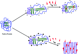 Graphical abstract: Protonation favors aggregation of lysozyme with SDS