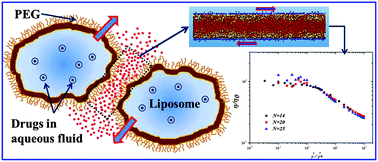 Graphical abstract: Nanotribology of biopolymer brushes in aqueous solution using dissipative particle dynamics simulations: an application to PEG covered liposomes in a theta solvent