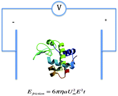Graphical abstract: Electric field induced changes in protein conformation
