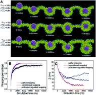 Graphical abstract: Membrane monolayer protrusion mediates a new nanoparticle wrapping pathway