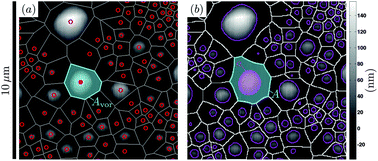 Graphical abstract: Spatial organization of surface nanobubbles and its implications in their formation process
