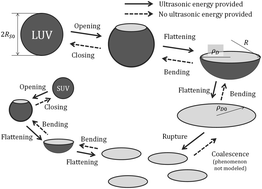 Graphical abstract: Ultrasonic energy in liposome production: process modelling and size calculation