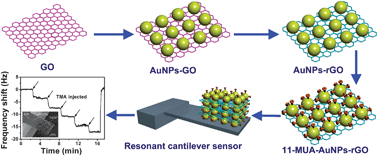 Graphical abstract: Porous-layered stack of functionalized AuNP–rGO (gold nanoparticles–reduced graphene oxide) nanosheets as a sensing material for the micro-gravimetric detection of chemical vapor