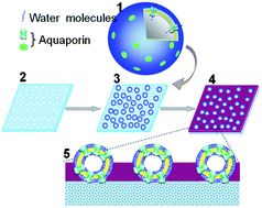 Graphical abstract: An aquaporin-based vesicle-embedded polymeric membrane for low energy water filtration