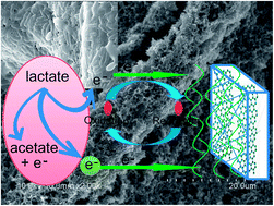 Graphical abstract: Polyaniline networks grown on graphene nanoribbons-coated carbon paper with a synergistic effect for high-performance microbial fuel cells